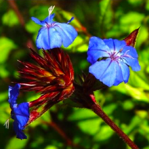 水蕨/紫金蓮花精 Cerato 10mL