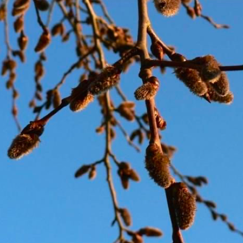 白楊花精 Aspen 10mL