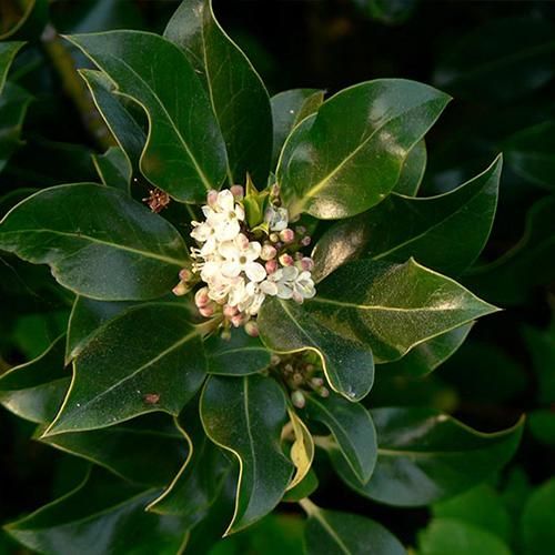 冬青花精 Holly 10mL