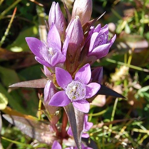 龍膽草花精 Gentian 10mL