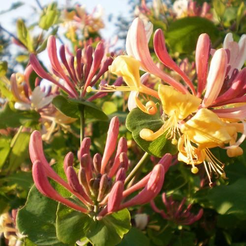 忍冬花精 Honeysuckle 10mL