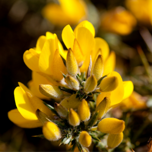 荊豆花精 Gorse 10mL