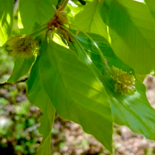 山毛櫸花精 Beech 10mL