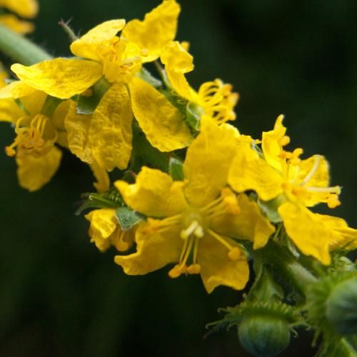 龍芽草花精 Agrimony 10mL