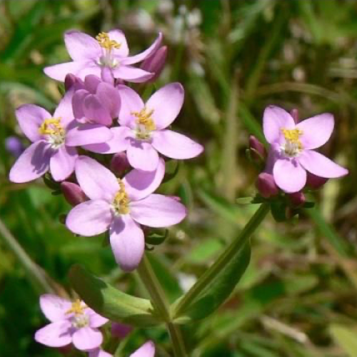 矢車菊花精 Centaury 10mL