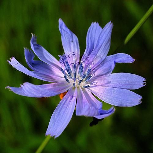 菊苣花精 Chicory 10mL