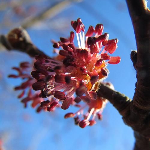 榆樹花精 Elm 10mL