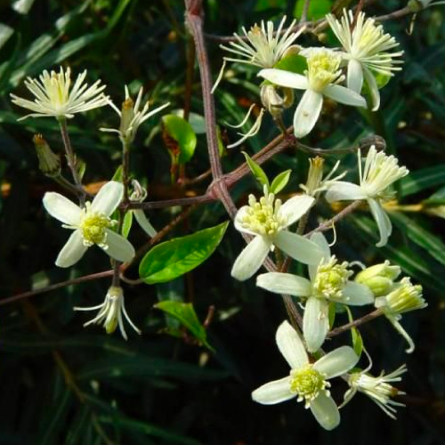 鐵線蓮花精 Clematis 10mL