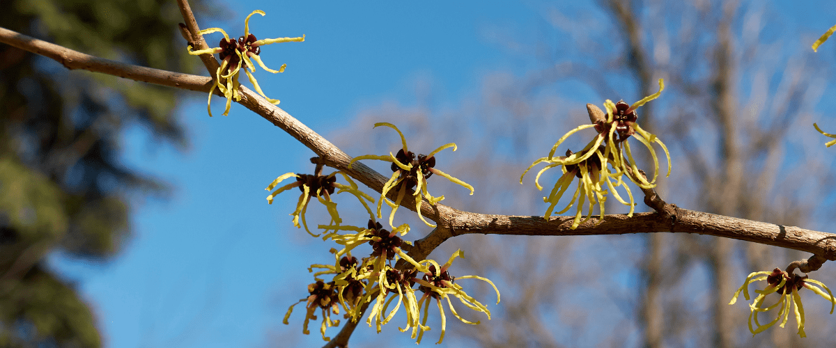 Florihana芳療家 金縷梅 Witch Hazel Hamamelis Hamamelis virginiana
