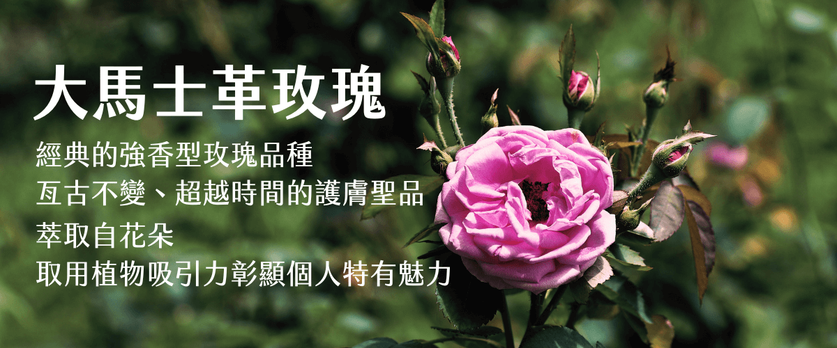 Florihana芳療家 大馬士革玫瑰 玫瑰花朵 大馬士革玫瑰護膚特色介紹