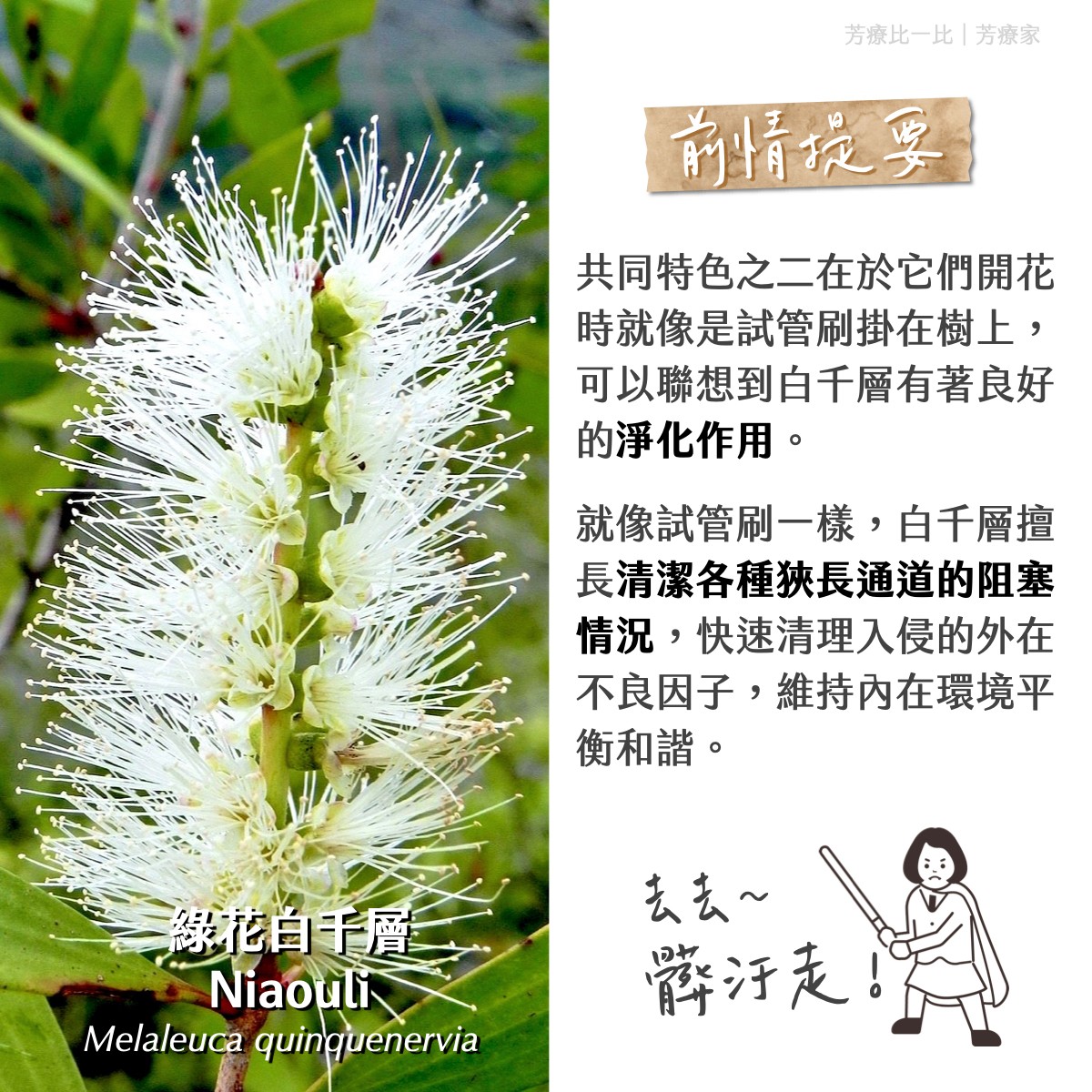 Florihana芳療家 白千層 綠花白千層 花朵 試管刷