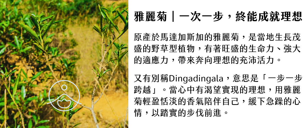 Florihana芳療家 雅麗菊 Iary 葉片 一次一步 植物特色介紹