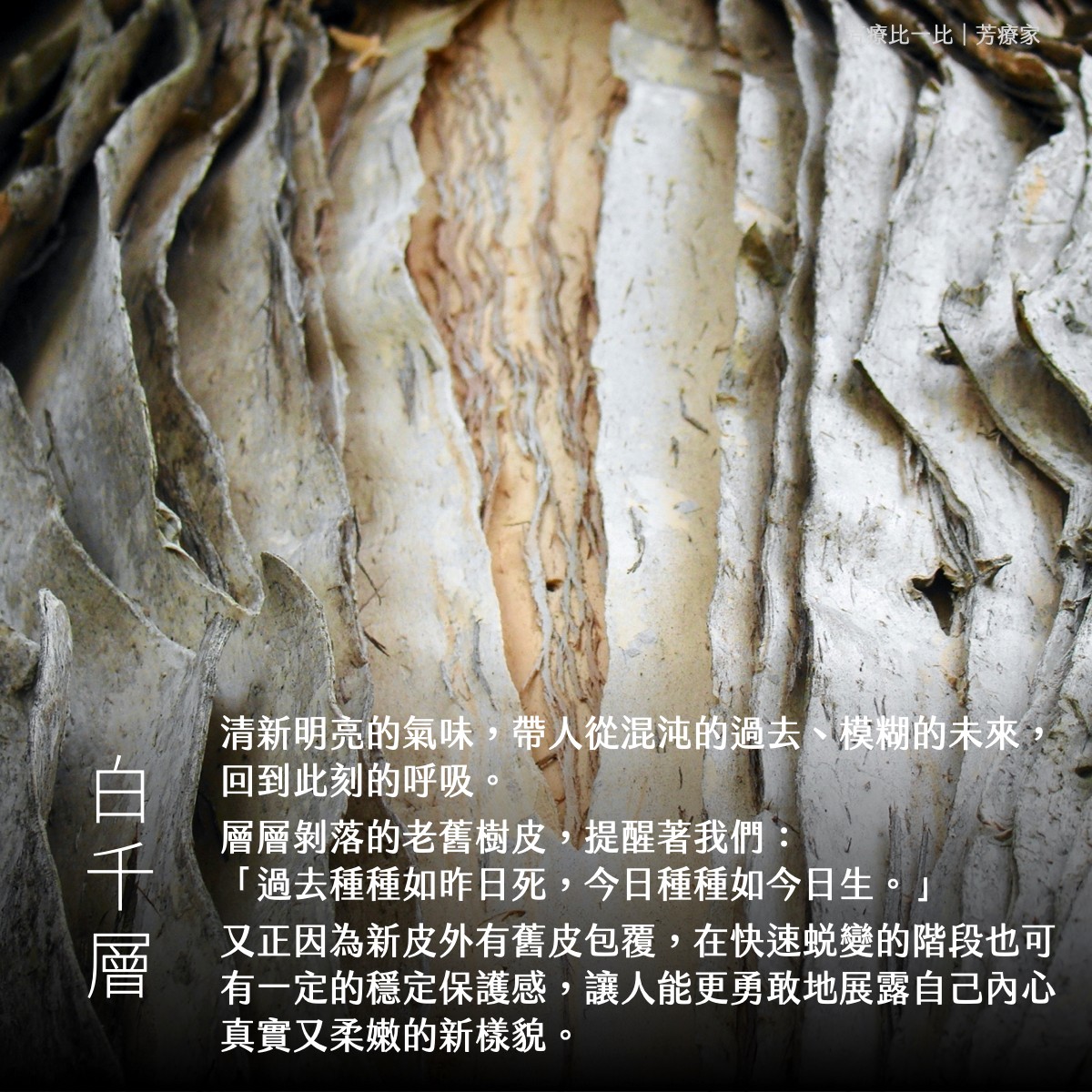 Florihana芳療家 白千層特色介紹 白千層樹皮