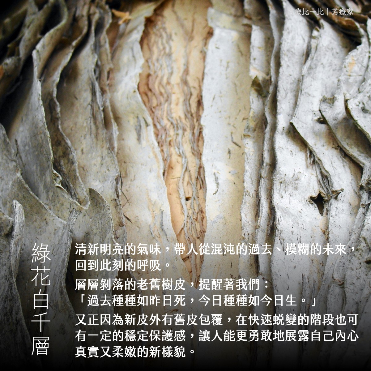 Florihana芳療家 綠花白千層 Niaouli Melaleuca quinquenervia 特色介紹 樹皮 氣味