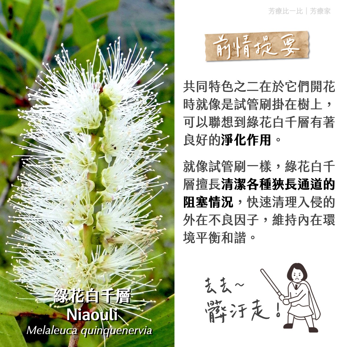 Florihana芳療家 綠花白千層 Niaouli Melaleuca quinquenervia 花朵 試管刷 感冒 呼吸