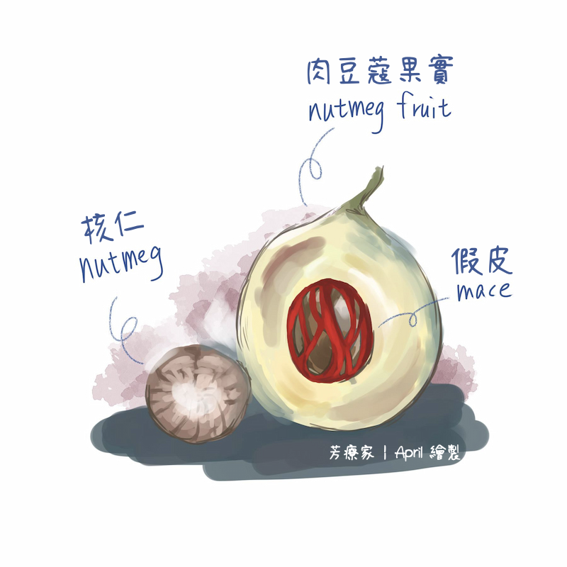 Florihana芳療家 肉豆蔻 假皮 nutmeg fruit mace