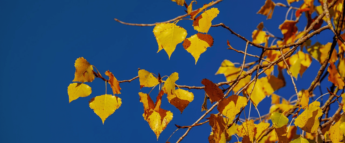 Florihana芳療家 菩提 黃葉 Linden Tilia vulgaris