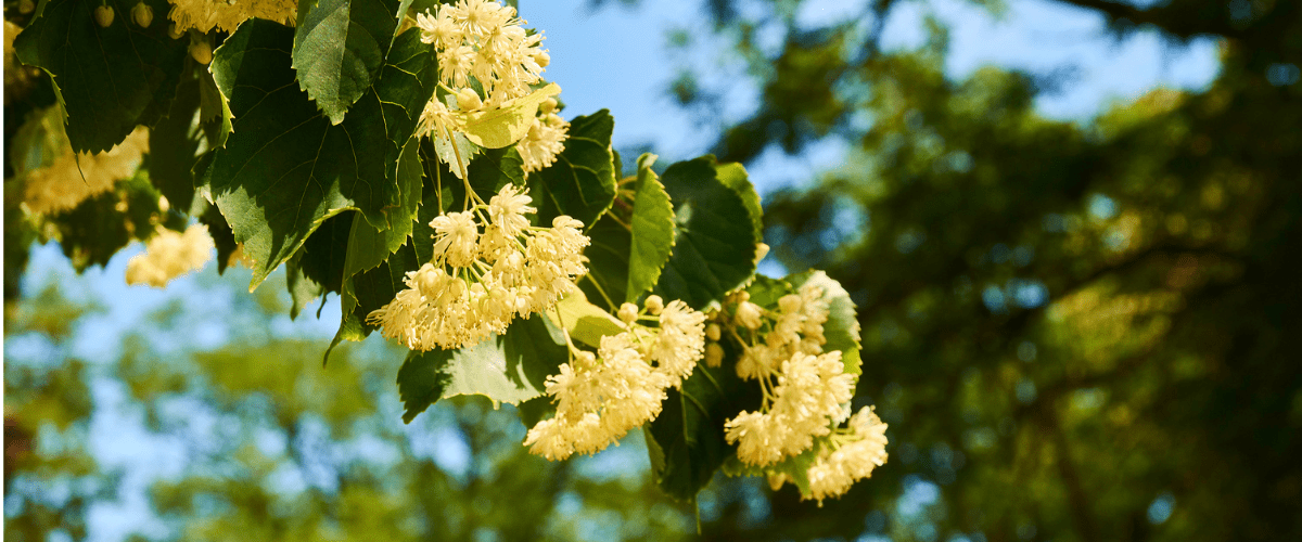 Florihana芳療家 菩提 菩提花 Linden Tilia vulgaris