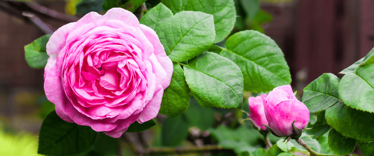 Florihana芳療家 千葉玫瑰 Rose Centifolia