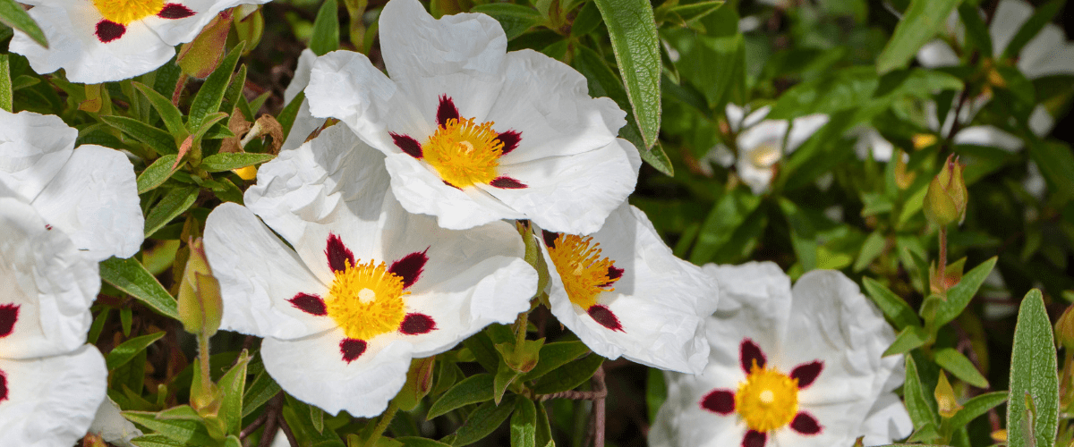 Florihana芳療家 岩玫瑰 花朵 Labdanum Cistus ladanifer