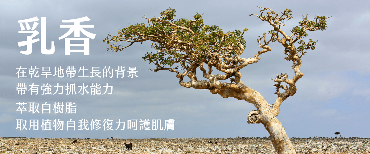 Florihana芳療家 乳香 沙漠中的乳香樹 乳香特色介紹