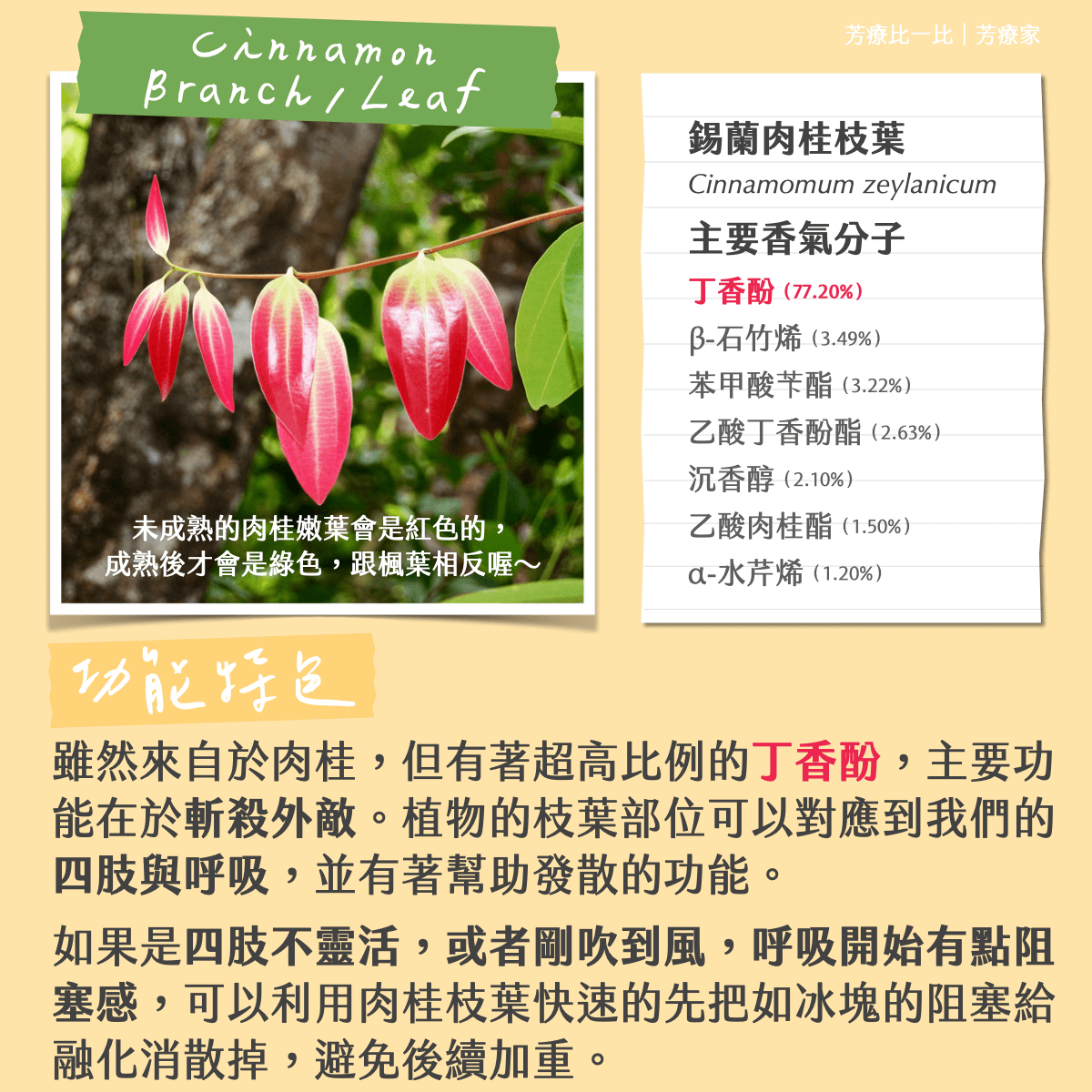 Florihana芳療家 肉桂 不同 肉桂皮 肉桂葉 肉桂枝 錫蘭肉桂 中國肉桂