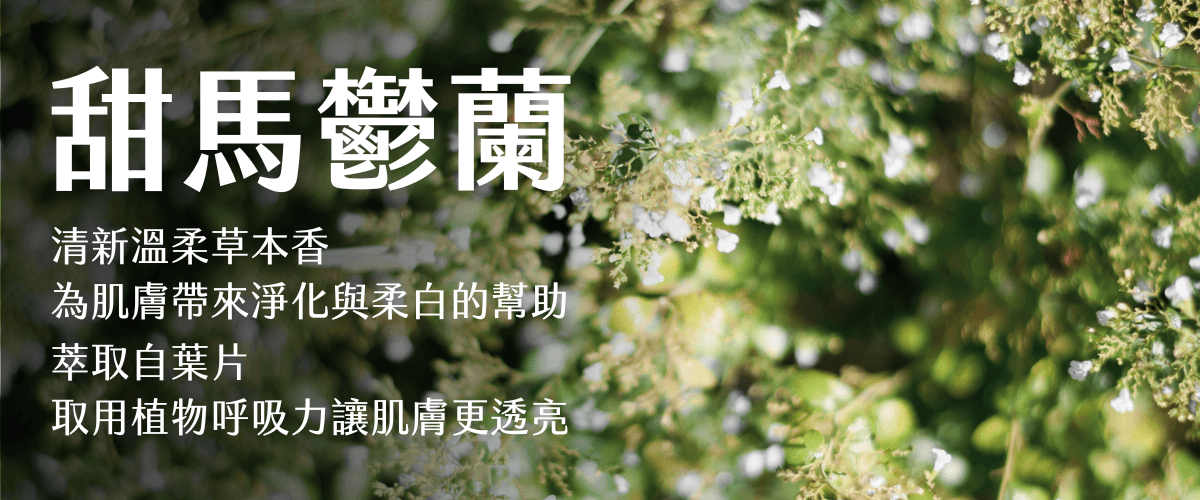 Florihana芳療家 甜馬鬱蘭 細小的白色花朵與細小的綠葉 甜馬鬱蘭護膚作用說明