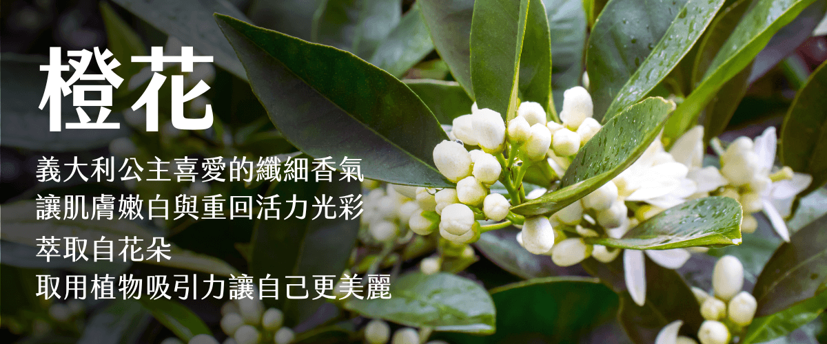 Florihana芳療家 橙花 白色小花朵與綠色葉子 橙花護膚作用說明