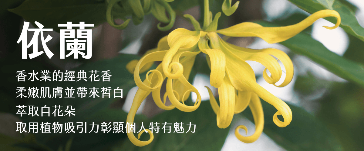Florihana芳療家 依蘭花 黃色花朵 依蘭護膚特色介紹