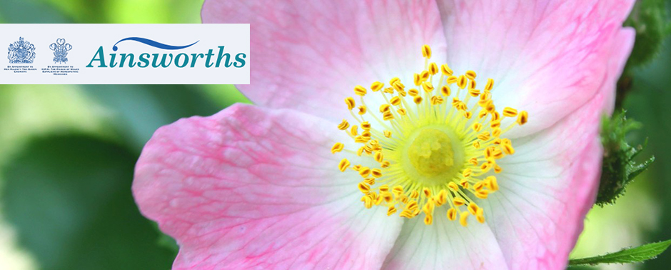 Florihana芳療家 ainsworths 英國皇室認證 野玫瑰花朵特寫 巴赫花精 巴哈花精 貝曲花精 英國花精