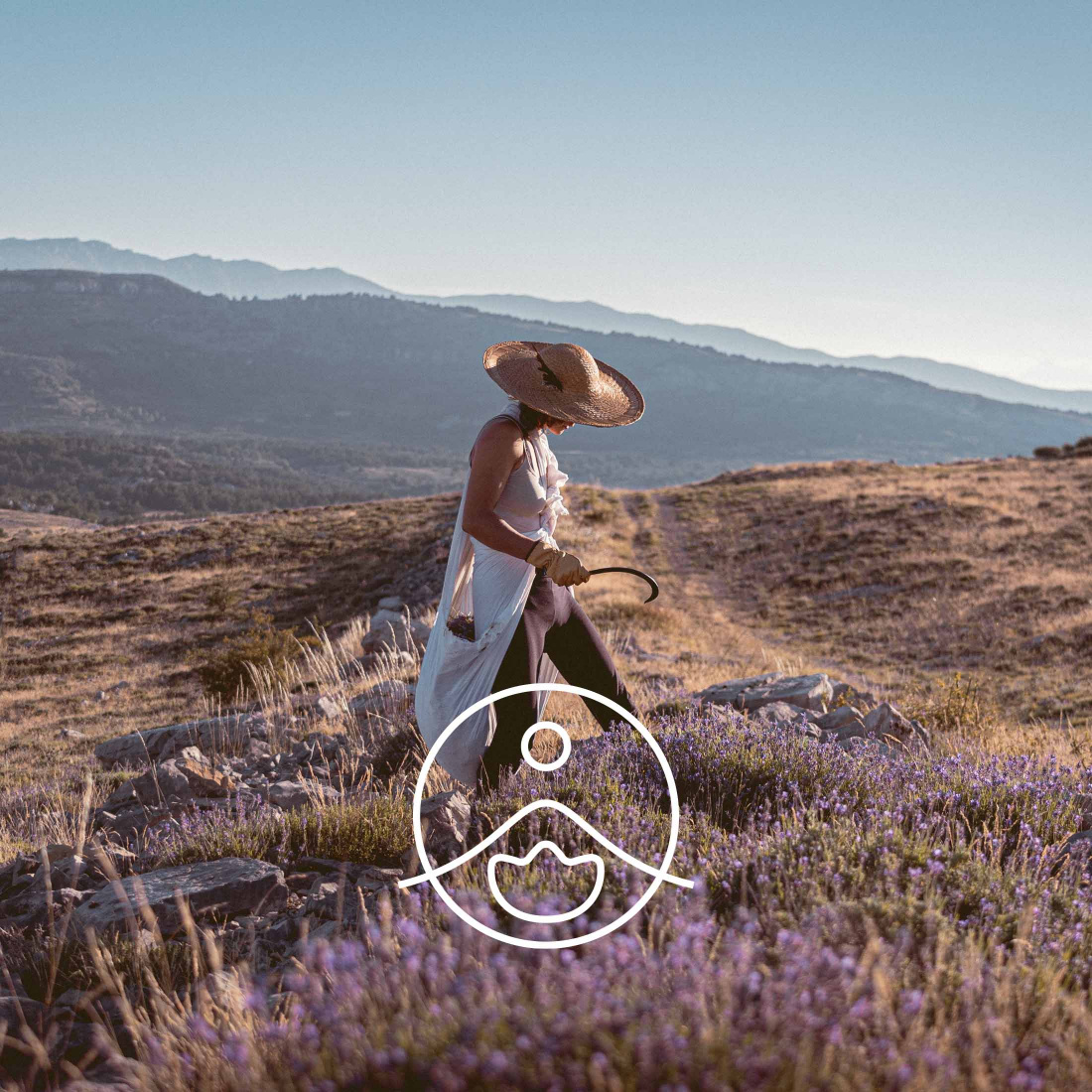 Florihana芳療家 野生高地真正薰衣草 採收 傳統工法 