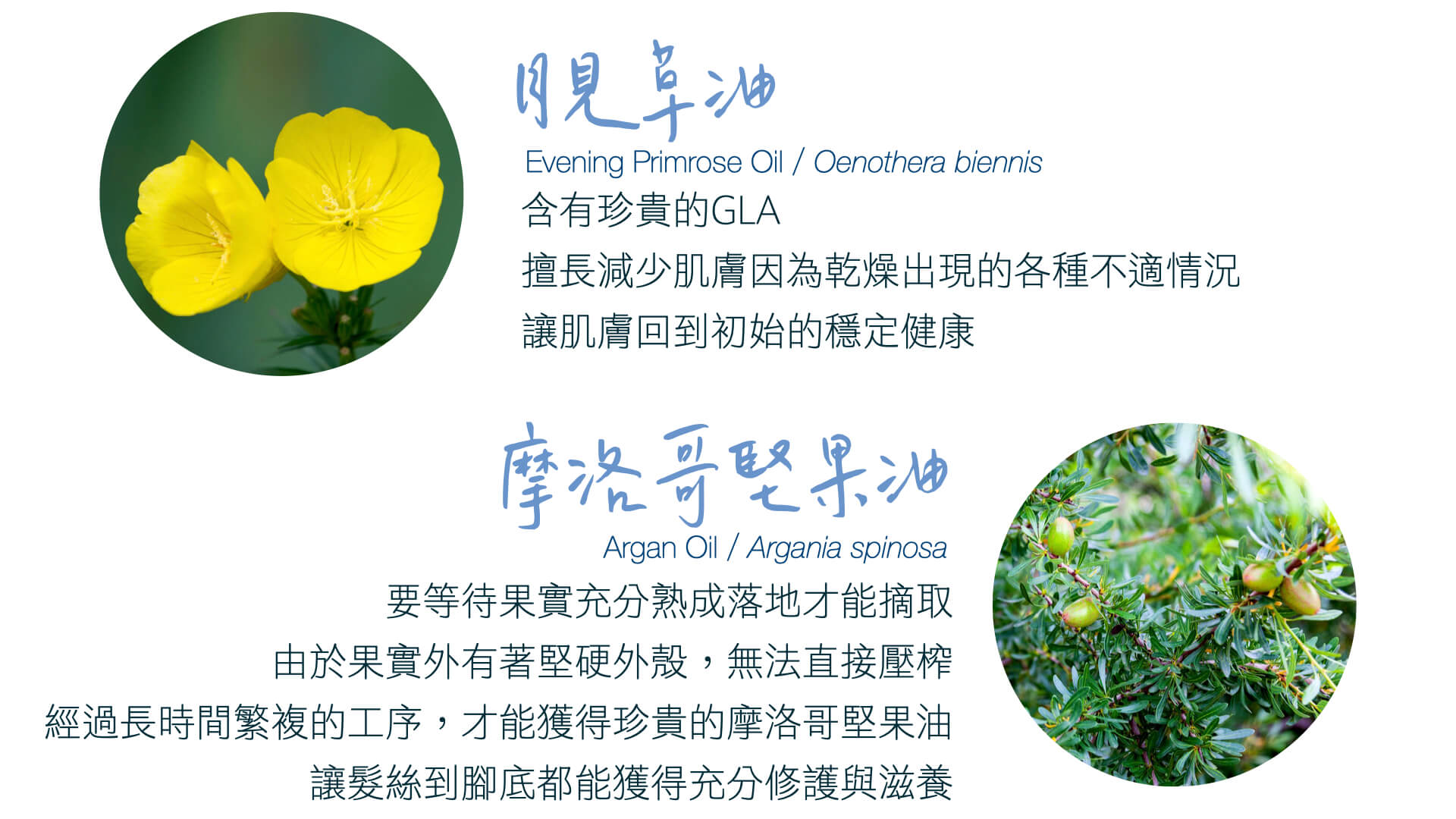 Florihana芳療家 健康舒緩小藍瓶 月見草油 摩洛哥堅果油