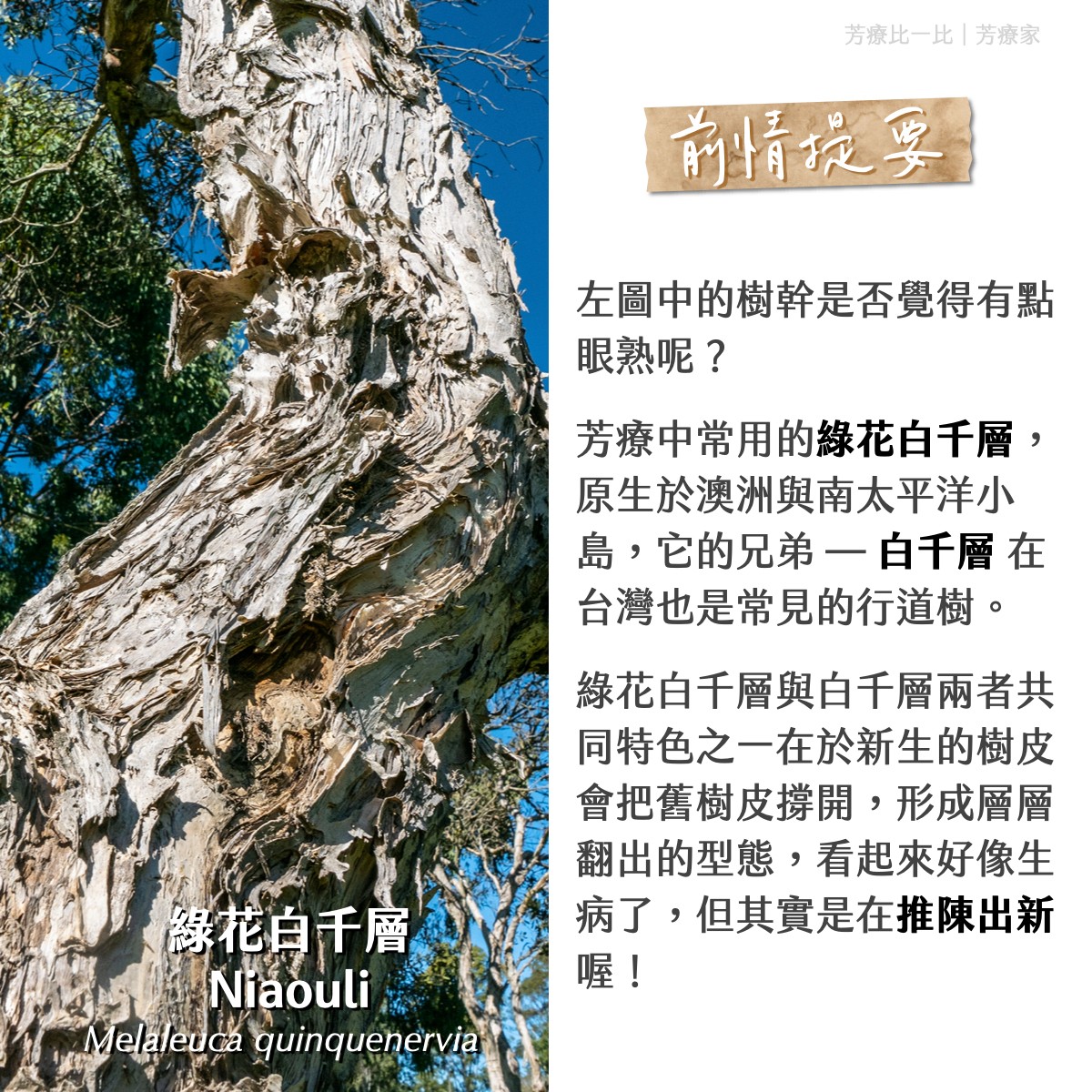 Florihana芳療家 綠花白千層 樹幹 樹皮