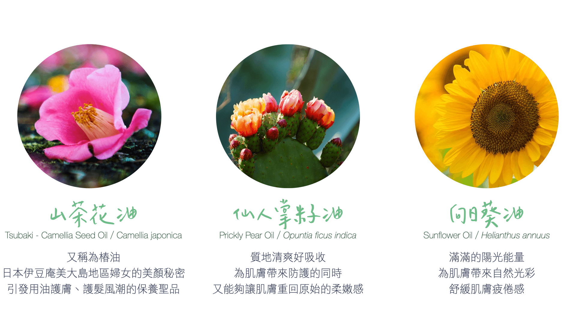 Florihana芳療家 天然保養品 植物油 山茶花油 仙人掌籽油 向日葵油 植物圖片