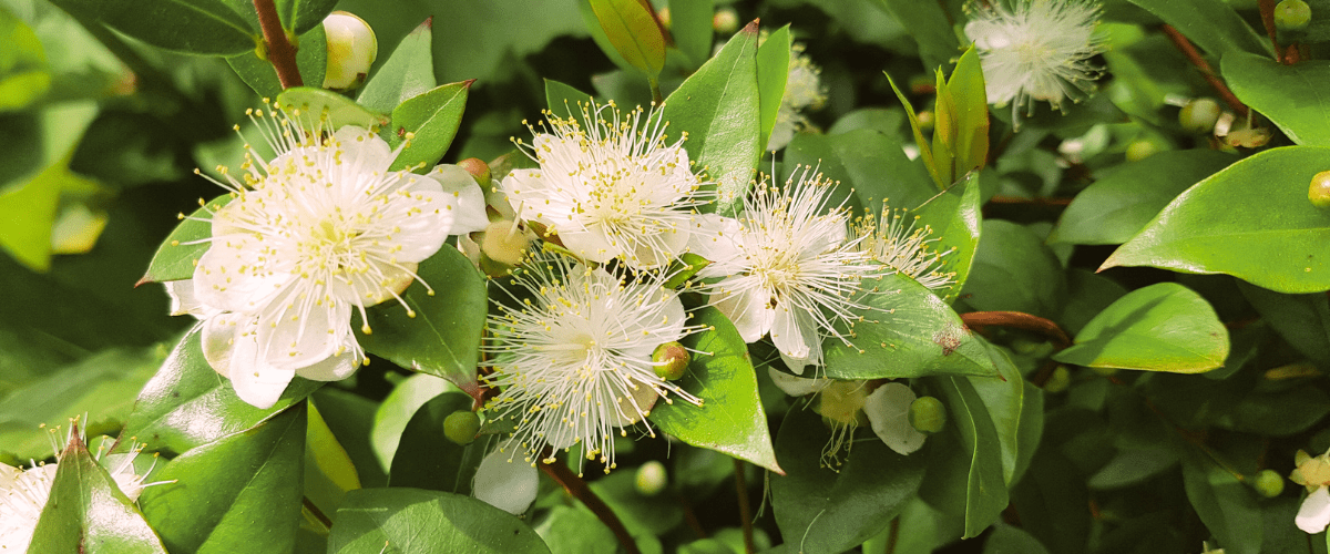 Florhana芳療家 香桃木 葉子 花朵 Myrtle Myrtus Communis