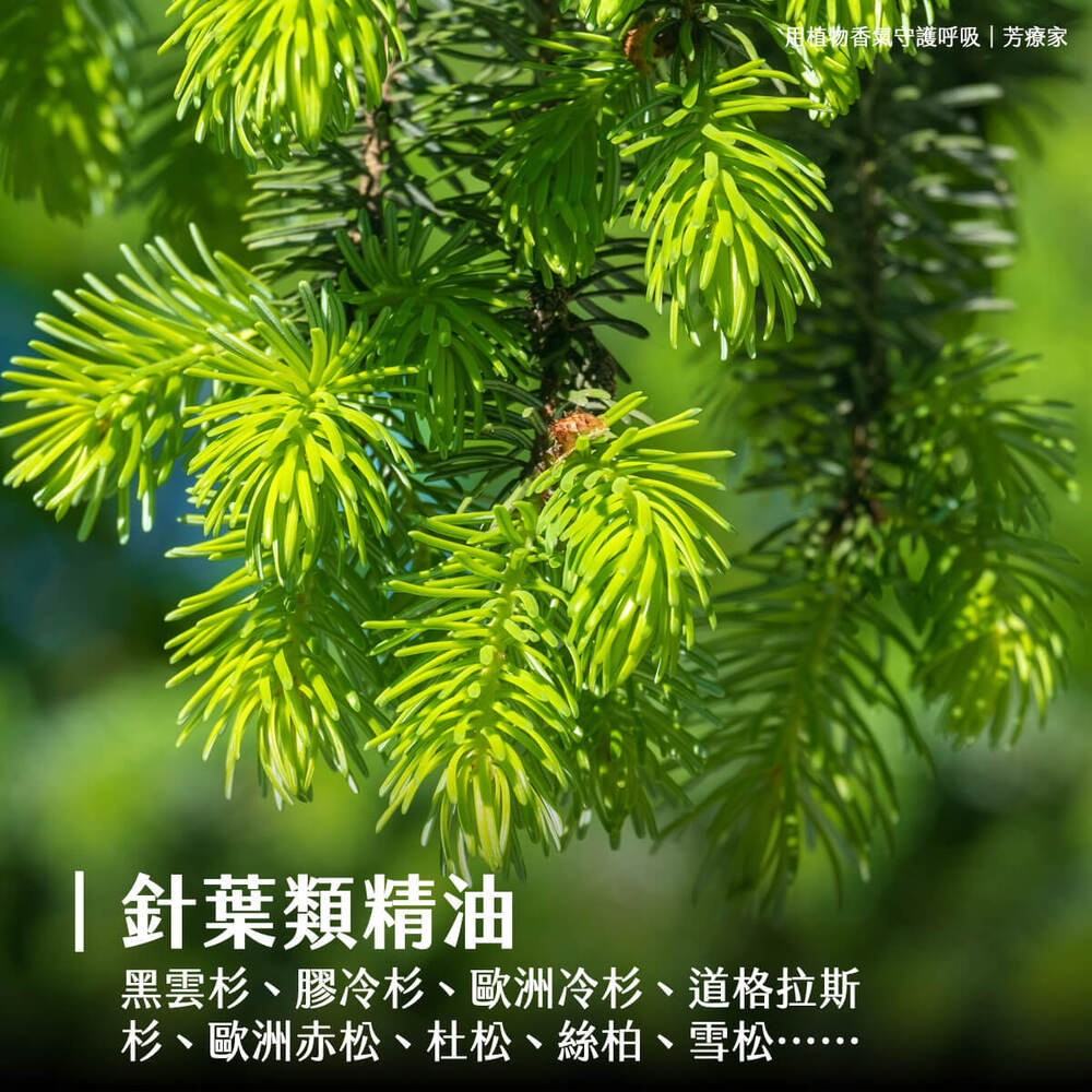 Florihana芳療家 呼吸舒暢精油 感冒精油 流感 鼻塞 喉嚨痛 新冠 長新冠 葉片類精油 針葉