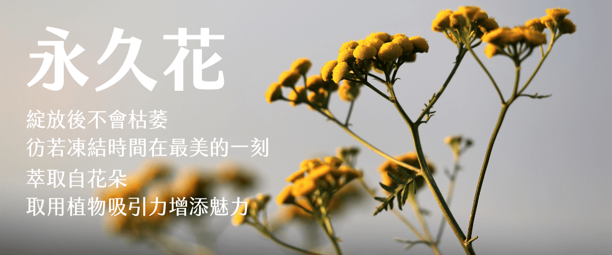 Florihana芳療家 永久花 永久花特色 永久花特色介紹