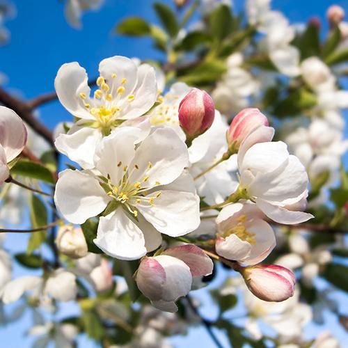 海棠/野生酸蘋果花精 Crab Apple 10mL