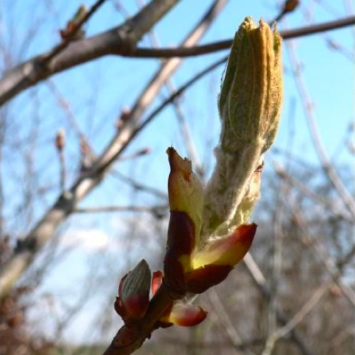 栗苞花精 Chestnut Bud 10mL