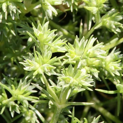 線球草花精 Scleranthus 10mL