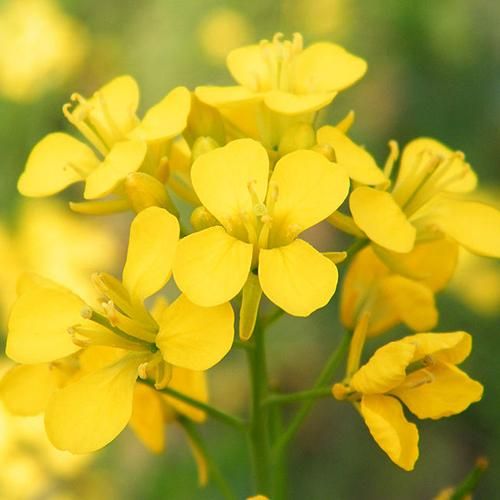 芥末花花精 Mustard 10mL