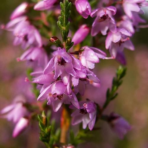 石楠花精 Heather 10mL