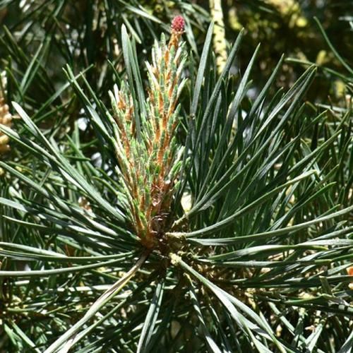 松花精 Pine 10mL