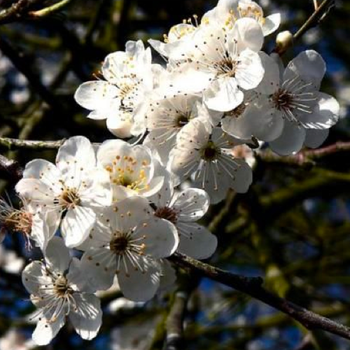 櫻桃李花精 Cherry Plum 10mL