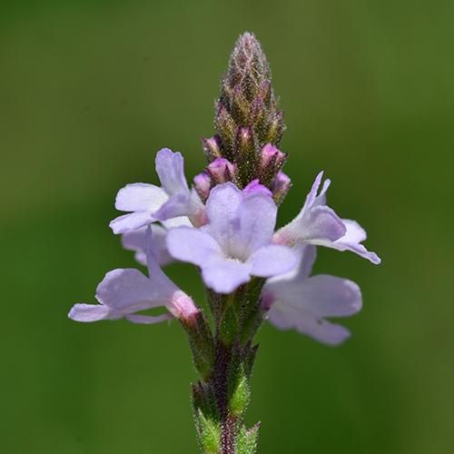 馬鞭草花精 Vervain 10mL