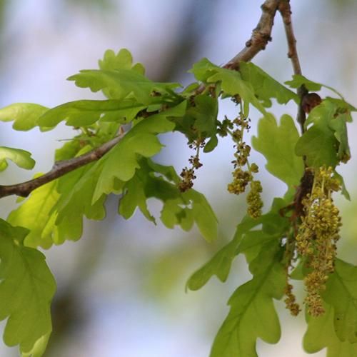橡樹花精 Oak 10mL|芳療家Florihana台灣總代理|英國皇室認證品牌Ainsworths